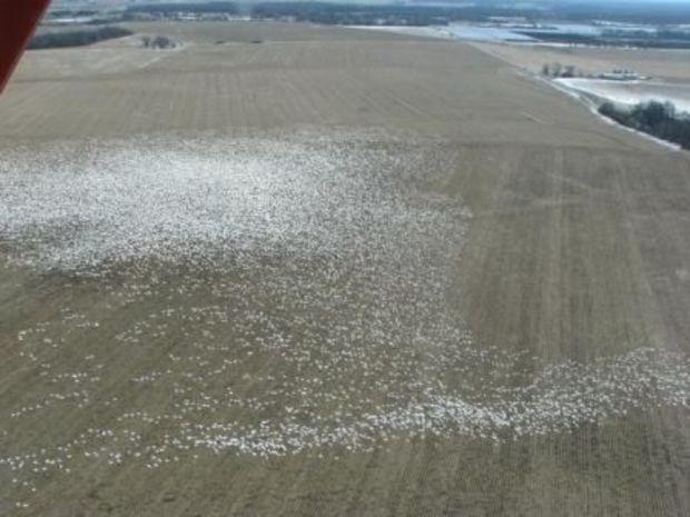 An aerial perspective over a flock of snow geese. Photo courtesy of Maryland DNR