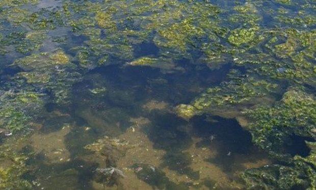 Sea lettuce, a type of algae found in shallow waters throughout most of the Bay. Courtesy of the Chesapeake Bay Program Sea lettuce, a type of algae found in shallow waters throughout most of the Bay. Courtesy of the Chesapeake Bay Program