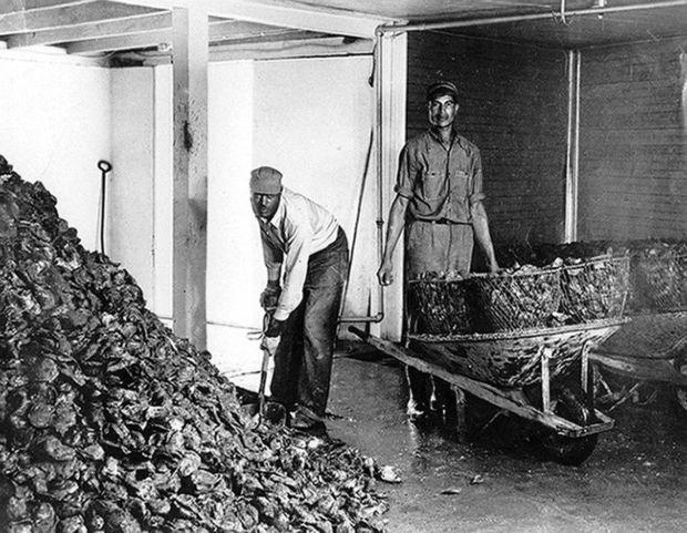 Oysters came in from the boat by a conveyor belt and were dumped in this room. Pictured shoveling is Austin Gross and Joe Gross is taking the bushels to the shuckers. Photo courtesy of CMM Oysters came in from the boat by a conveyor belt and were dumped in this room. Pictured shoveling is Austin Gross and Joe Gross is taking the bushels to the shuckers. Photo courtesy of CMM