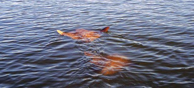 A pair of cownose rays. Photo by Mark Bandy A pair of cownose rays. Photo by Mark Bandy
