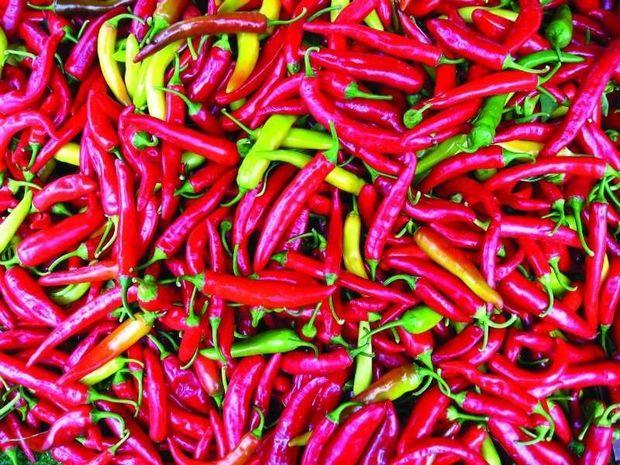 Capsicum frutescens, chili pepper. Did you ever think of using it on your hull to keep critters from hanging on? Photo by Eric Hunt