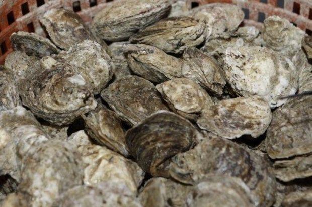 Oysters. Photo by Gary Reich