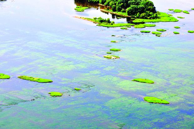 Algae Bloom in the Susquehanna, Harrisburg. Photo by PA Fish and Boat Commission