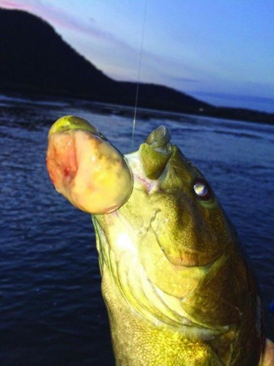 A smallmouth bass with malignant tumor. Photo by John Arway