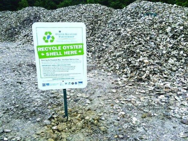 An Oyster Recovery Partnership recycling area for shells. Photo courtesy of ORP