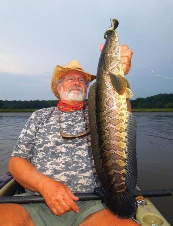 Joe Bruce with a healthy specimen of one of his favorite gamefish, the Northern Snakehead. Photo courtesy of Joe Bruce