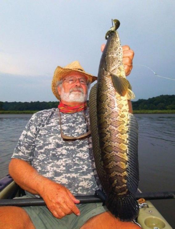 Joe Bruce with a healthy specimen of one of his favorite gamefish, the Northern Snakehead. Photo courtesy of Joe Bruce Joe Bruce with a healthy specimen of one of his favorite gamefish, the Northern Snakehead. Photo courtesy of Joe Bruce