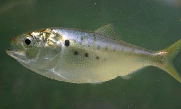 Atlantic menhaden. Photo courtesy Chesapeake Bay Program