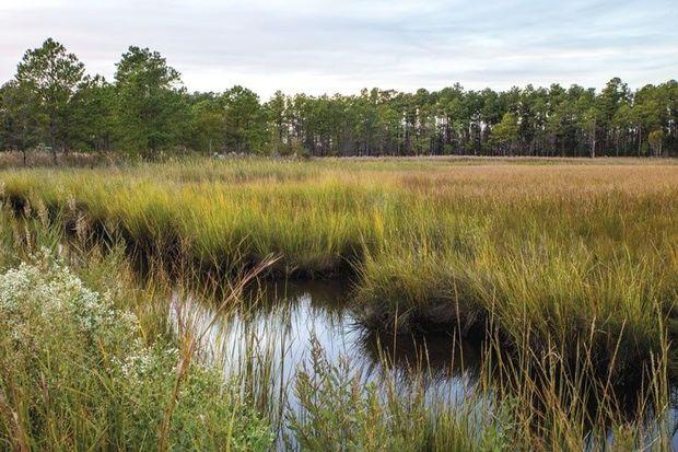 Slaves could hide out in the marshes along Bestpitch Ferry Road for weeks and follow the waterways north. Photo courtesy of Dorchester Tourism