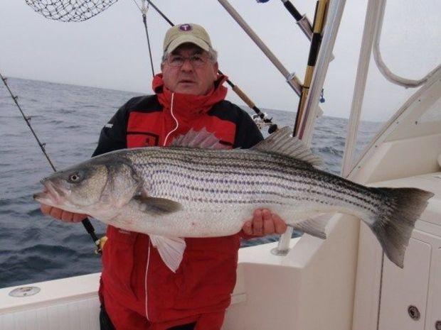 Stan Simmerman with a Virginia Beach striper in 2015. (Photo courtesy of Healthy Grin Sportfishing) Stan Simmerman with a Virginia Beach striper in 2015. (Photo courtesy of Healthy Grin Sportfishing)