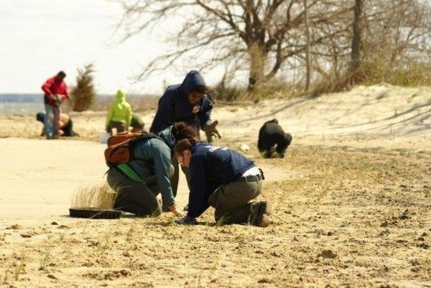 Building a living shoreline at Ferry Point. Photo courtesy MD DNR Building a living shoreline at Ferry Point. Photo courtesy MD DNR