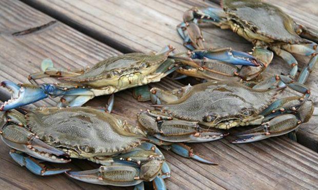 Blue crabs. Courtesy Chesapeake Bay Program Blue crabs. Courtesy Chesapeake Bay Program