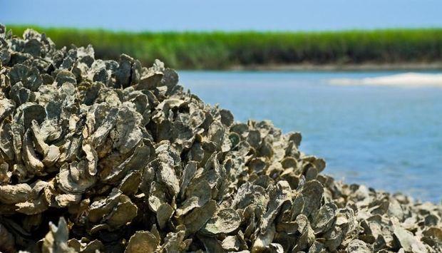 Photo courtesy Chesapeake BaySavers Photo courtesy Chesapeake BaySavers