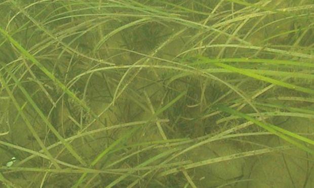 Eelgrass grows in the saltier waters of the middle and lower Chesapeake Bay. Courtesy MD DNR Eelgrass grows in the saltier waters of the middle and lower Chesapeake Bay. Courtesy MD DNR