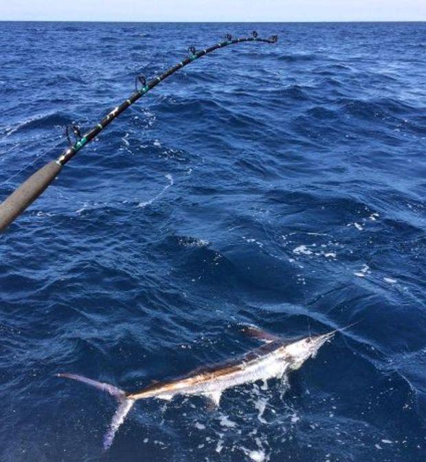 Marlin photo from the PropTalk archives. Photo by Jack Crevalle