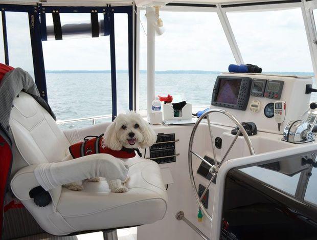 Mr. Wilson loves sitting at the helm. Photo by Barbara Freedman Mr. Wilson loves sitting at the helm. Photo by Barbara Freedman