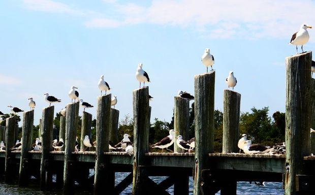 One of the projects includes re-decking the north and south lighthouse piers on St. Clement's Island, pictured here.