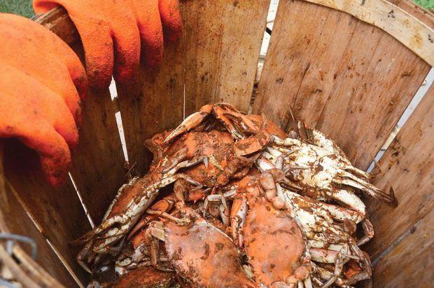 Steamed crab pricing will be set by July 28! Steamed crab pricing will be set by July 28!