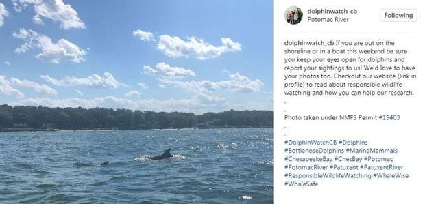 Tag @dolphinwatch_cb on Instagram with your dolphin photos! Tag @dolphinwatch_cb on Instagram with your dolphin photos!
