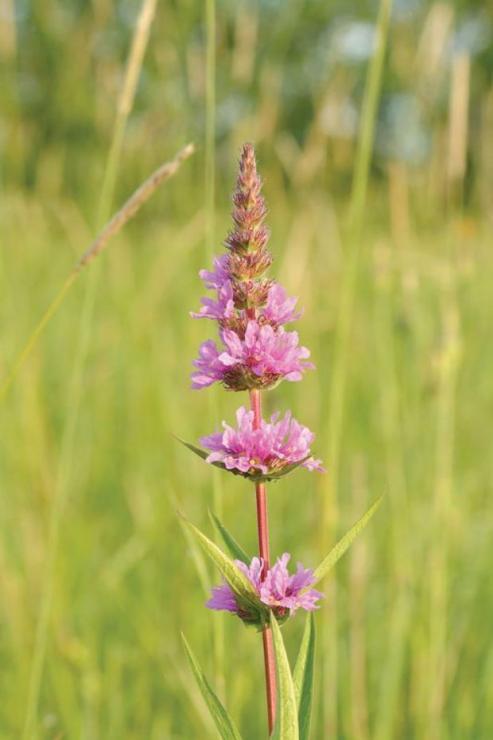 Purple loosetrife. Photo by Ivar Leidus