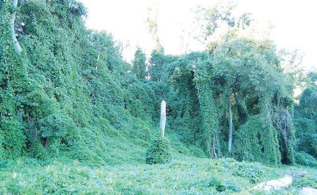 Kudzu on trees. Photo by Scott Ehardt