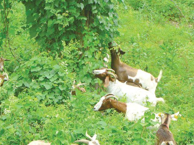 One unconventional way to remove invasive vegetation is goats! Photo courtesy of Living Landscape Solutions