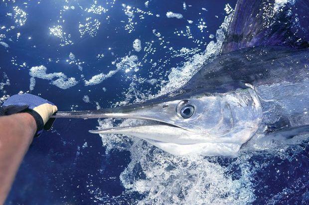 Photo by Shutterstock, courtesy of The Billfish Foundation Photo by Shutterstock, courtesy of The Billfish Foundation