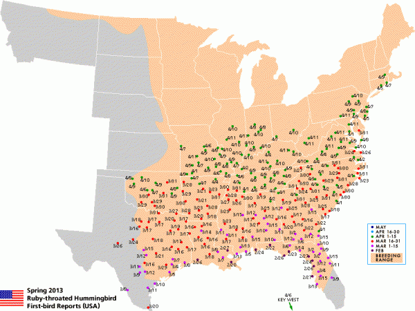 Image courtesy of hummingbirds.net