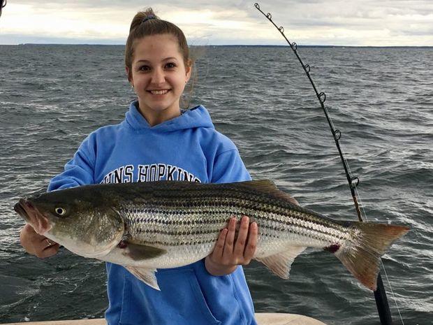 Striped bass are known to contain PCBs. Make sure you to check the recommendations for how many meals you can safely eat a month. Photo courtesy Marli Sportfishing