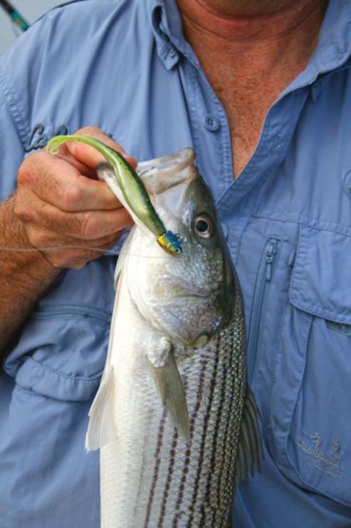 This rockfish fell for a jig after we switched from trolling to jigging at the mouth of the Magothy River. This rockfish fell for a jig after we switched from trolling to jigging at the mouth of the Magothy River.