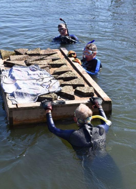 Divers swam the concrete triangles loaded with spat to the wave wall at EYC.