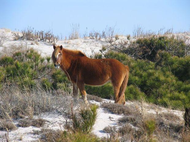 A wild pony at Assateague Island National Seashore. Photo courtesy NPS