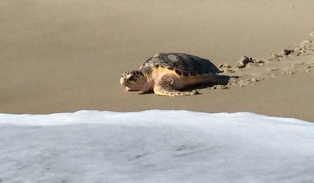 Bailey's release on Assateague Island. Photo courtesy MD DNR