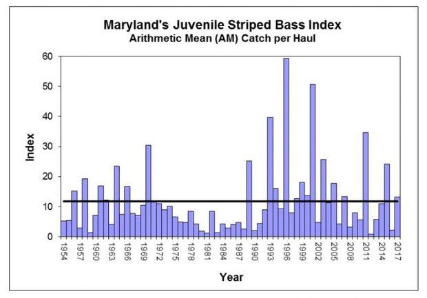 Maryland's Juvenile Striped Bass Index. Graph courtesy MD DNR Maryland's Juvenile Striped Bass Index. Graph courtesy MD DNR