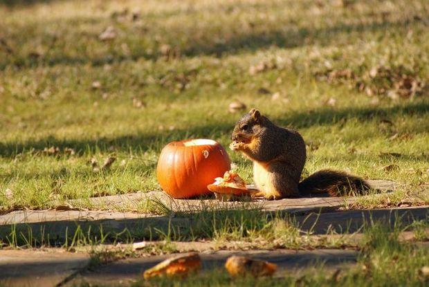 Plusieurs créatures de l'arrière-cour trouvent que les citrouilles sont un régal savoureux.