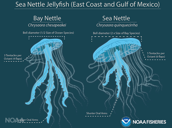 Courtesy NOAA Courtesy NOAA