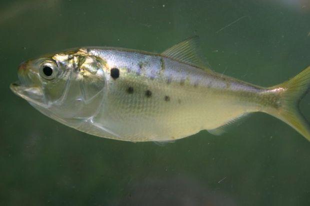Menhaden, also known as bunker, pogy, or ale wife, are a forage fish. Menhaden, also known as bunker, pogy, or ale wife, are a forage fish.
