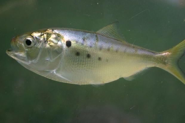 Menhaden, also known as bunker, pogy, or ale wife, are a forage fish.