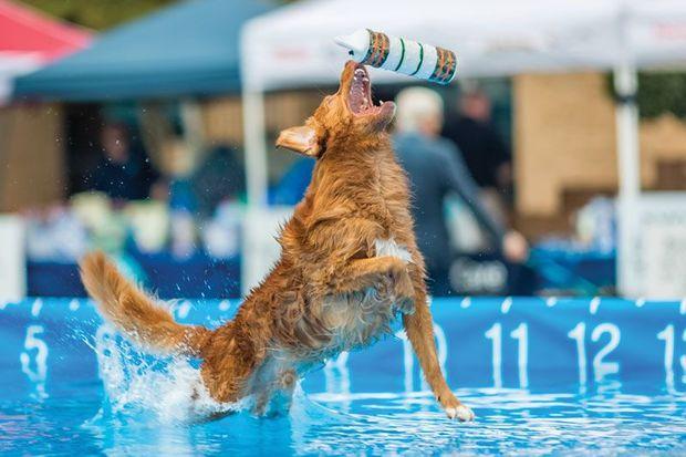 Photo by Jim Zelasko, courtesy of DockDogs