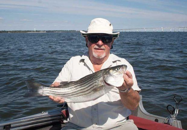 Striped bass love to feed along a drop-off. This one was caught by Harry Yingling at Hackett's while chumming.