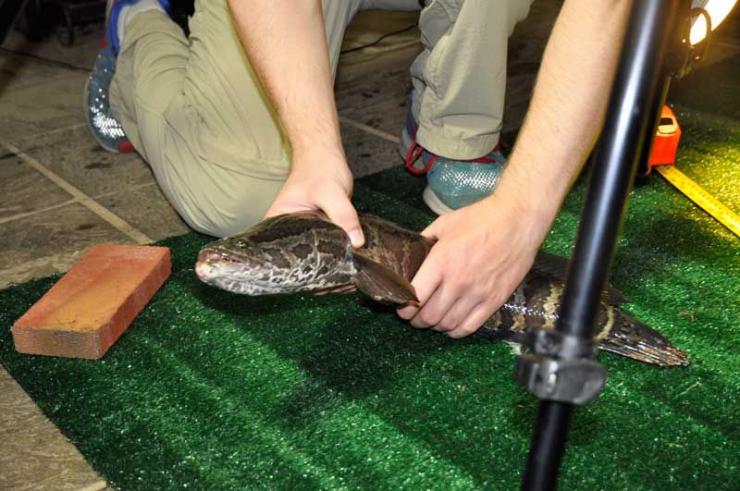 The fish are placed on a large piece of artificial grass, with a dozen or so electrodes recording the fish’s slightest movement. Photo courtesy MD DNR