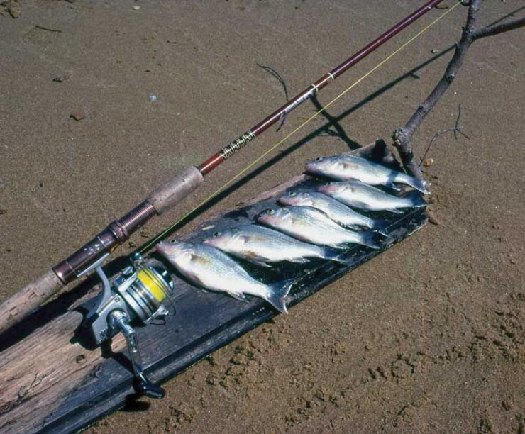 This catch of white perch was made along the Bohemia River on earth worms.