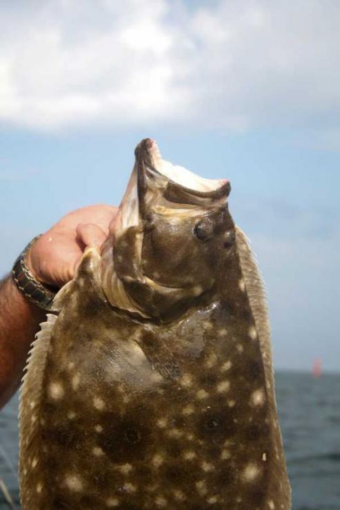 Flounder are the primary target for most Indian River anglers.