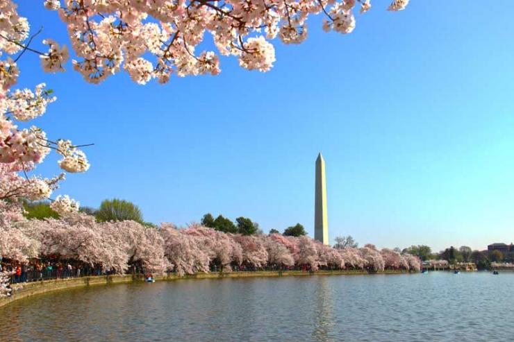 The Washington Monument is closed until Spring 2019, but that doesn't mean you can't enjoy a stroll around the Tidal Basin.