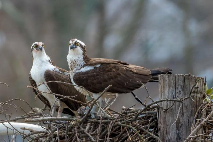 Photo by Michael Weiss for the Chesapeake Conservancy