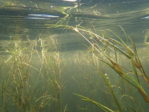 This is the fifth straight year of expansion for Maryland's underwater grasses. Courtesy MD DNR