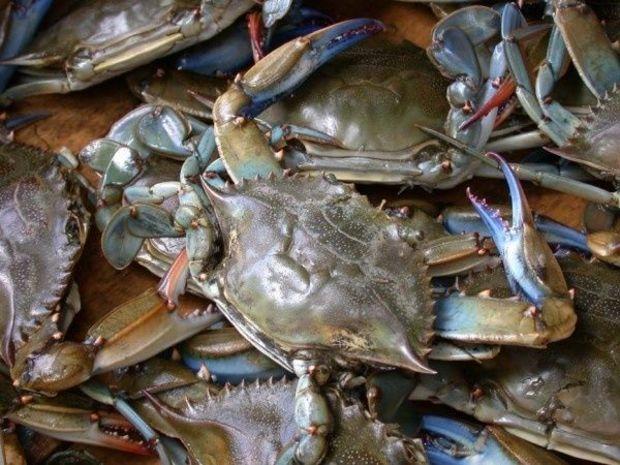 Photo courtesy TheCityThatBreeds.com