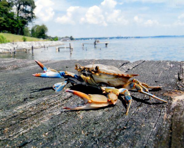 While the number of spawning-age females is down from last year, their abundance is well above the minimum safe number. Photo courtesy MD DNR