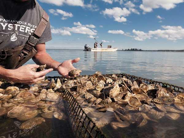 Courtesy Rappahannock Oyster Co.