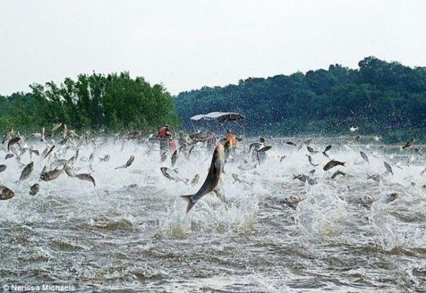 We hope your fishing is as good as this good over the weekend. Image courtesy U.S. Corps of Engineers